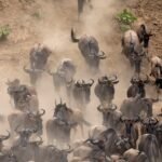 Wildebeest crossing during the Great Migration, Tanzania safari