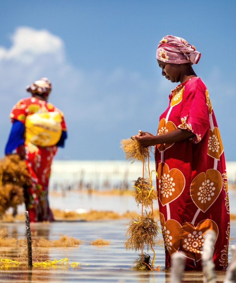 Jambiani beach seaweed farming village, Zanzibar
