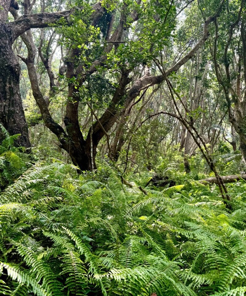 Red colobus monkey in Jozani Forest, Zanzibar