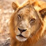 Lion in the Serengeti National Park Tanzania