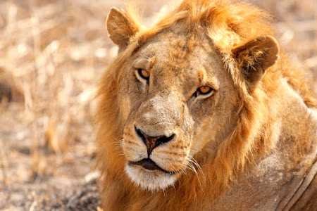 Lion in the Serengeti National Park Tanzania