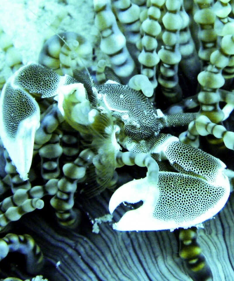 Mnemba Island's crystal-clear waters, Zanzibar