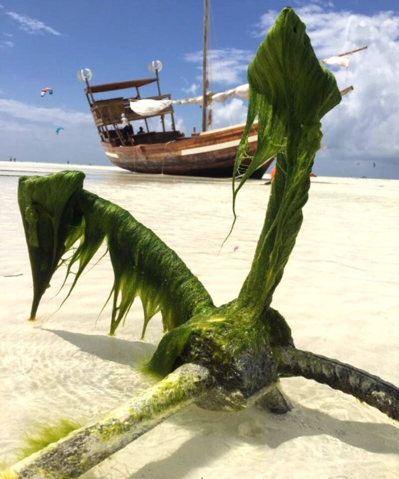 Paje beach with white sand and turquoise ocean, Zanzibar