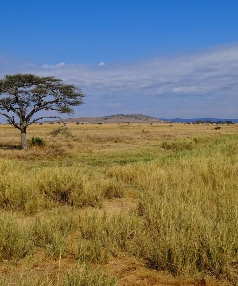Wildlife on the plains of Serengeti National Park, Tanzania
