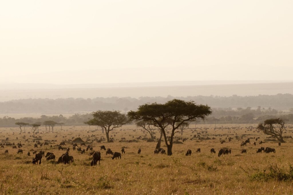 Wildebeest migration on Tanzania safari