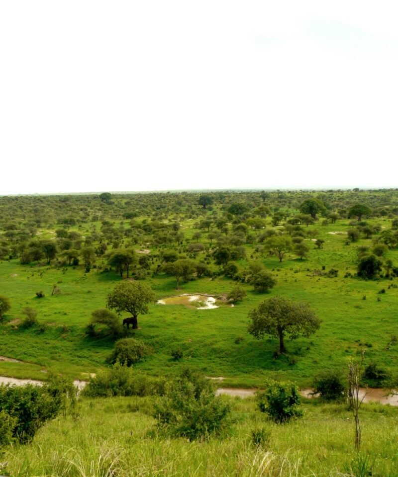 Elephants and baobab trees in Tarangire National Park, Tanzania