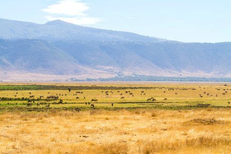 elephant-herd