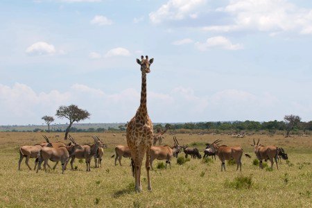 zebra-migration
