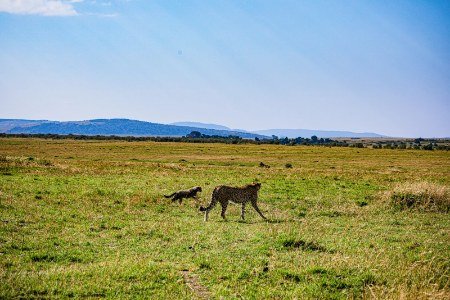 wildlife-cheetah