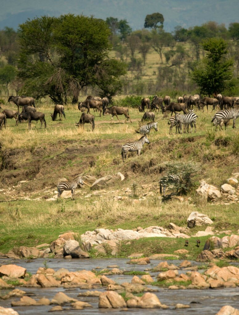 Zebras and wildebeest in the Serengeti
